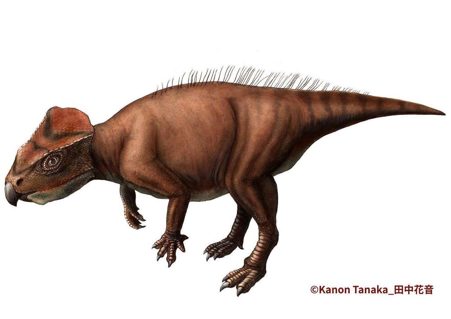 🏛️ 효고 현립 사람과 자연의 박물관(효고켄리츠 히토토시젠노하쿠부츠칸) 이미지 9